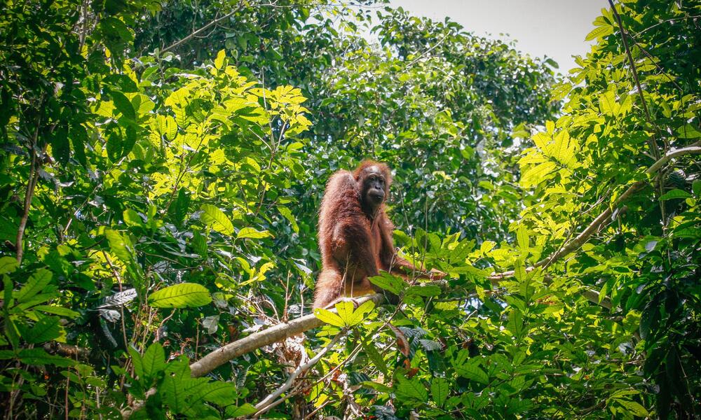 A large adult Bornean orangutan stands on a tree branch in front of a forest background and looks at the camera