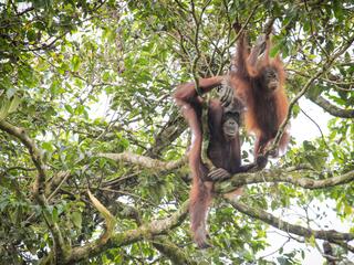 An adult Bornean orangutan sits in the treetops with a baby orangutan