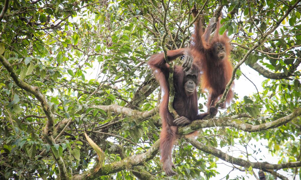 An adult Bornean orangutan sits in the treetops with a baby orangutan