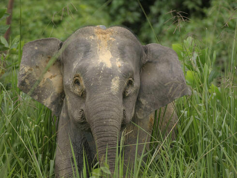 canmom — When elephants suck water in their trunks, do they