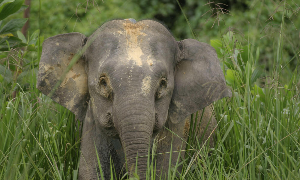 Bornean Elephant | Species | WWF