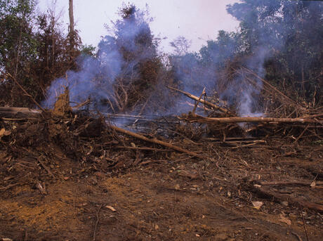 Deforestation in the  is accelerating the point of no return, warns  WWF