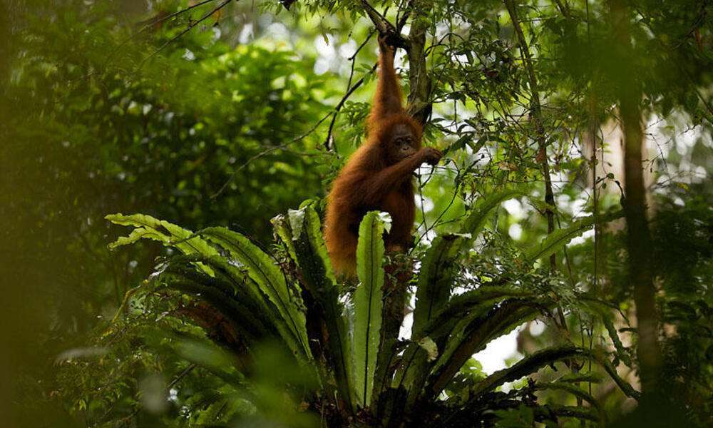 Borneo orangutan