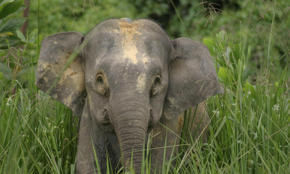 Burma captures 9th rare white elephant