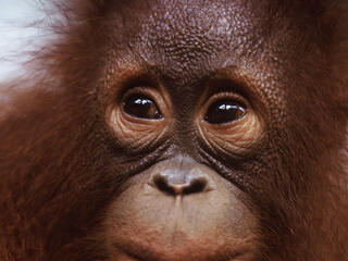 Borneo and Sumatra - Orangutan