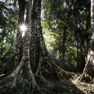 Sun peeks through trees in Borneo tropical rainforest
