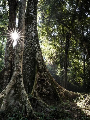 Sun peeks through trees in Borneo tropical rainforest