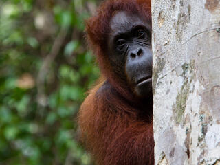 Orangutan