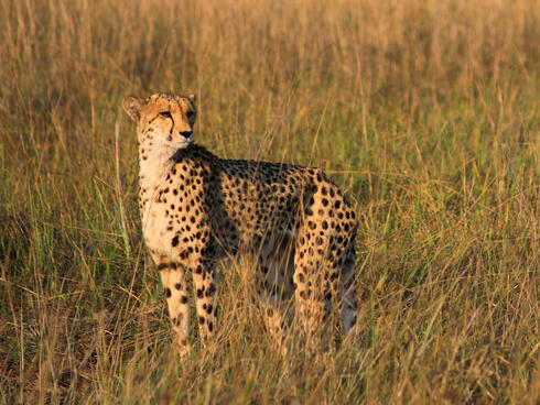 Cheetah standing in tall grass