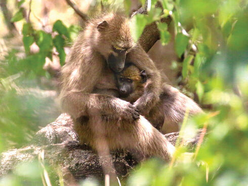 Monkey holding baby monkey