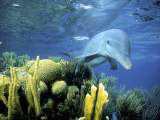 bottlenose dolphin swimming in Belize