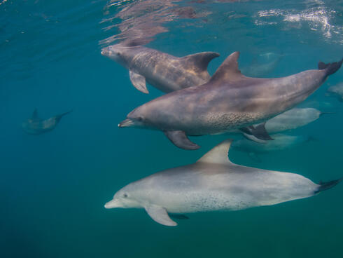 Two dolphins swim underwater