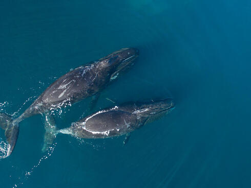 Two bowhead whales swimming shot from above