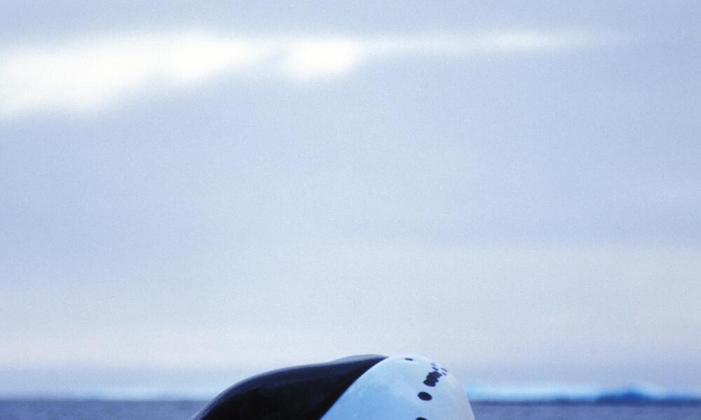 Bowhead whale, Nunavut, Canada