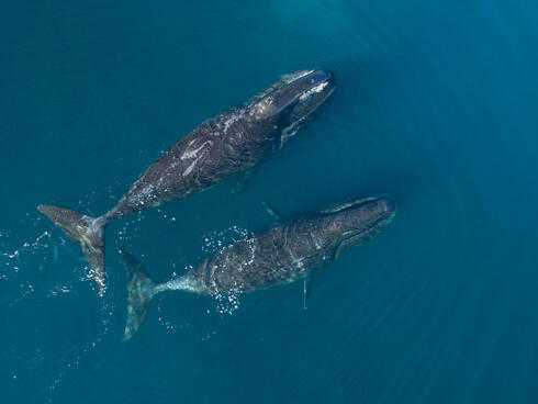 Two bowhead whales