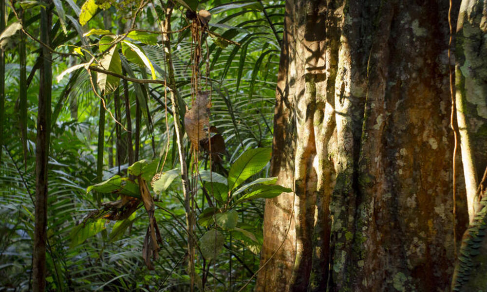 amazon rainforest plants and animals