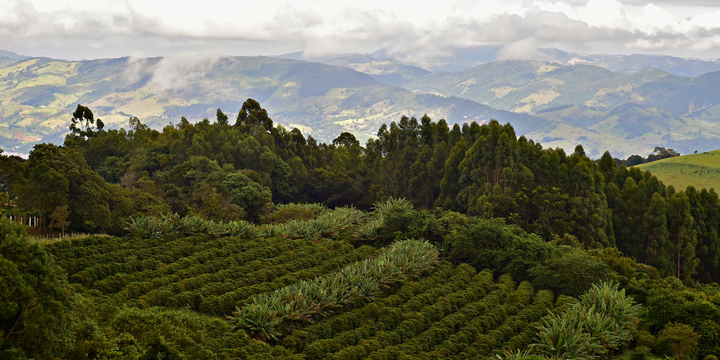Aerial view of farm with green rows on hilltop, mountains in background