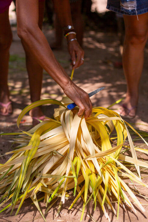 People cutting leaves from a plant