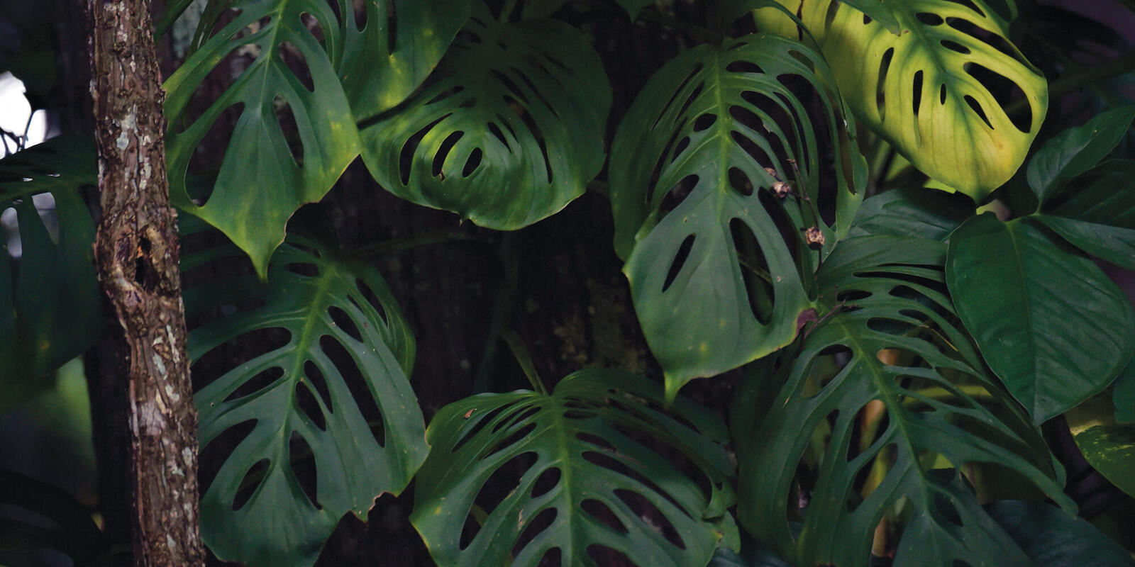 Atlantic Rainforest Restoration