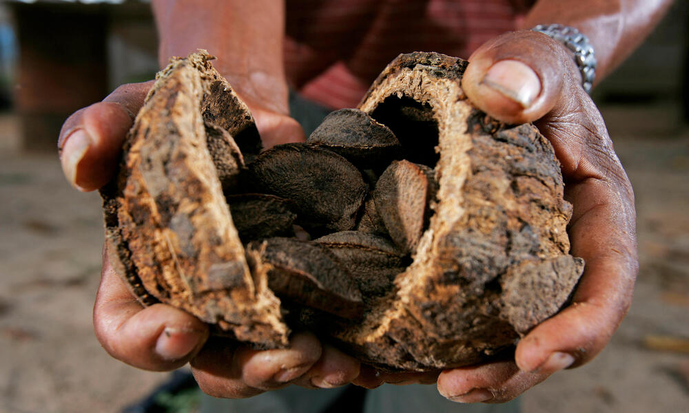 Sustainably harvested Brazil nuts in Peru. 