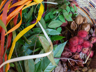 Colorful plants in a basket