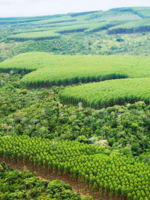 Brazil’s New Forest Code: A guide for decision-makers in supply chains and governments Brochure