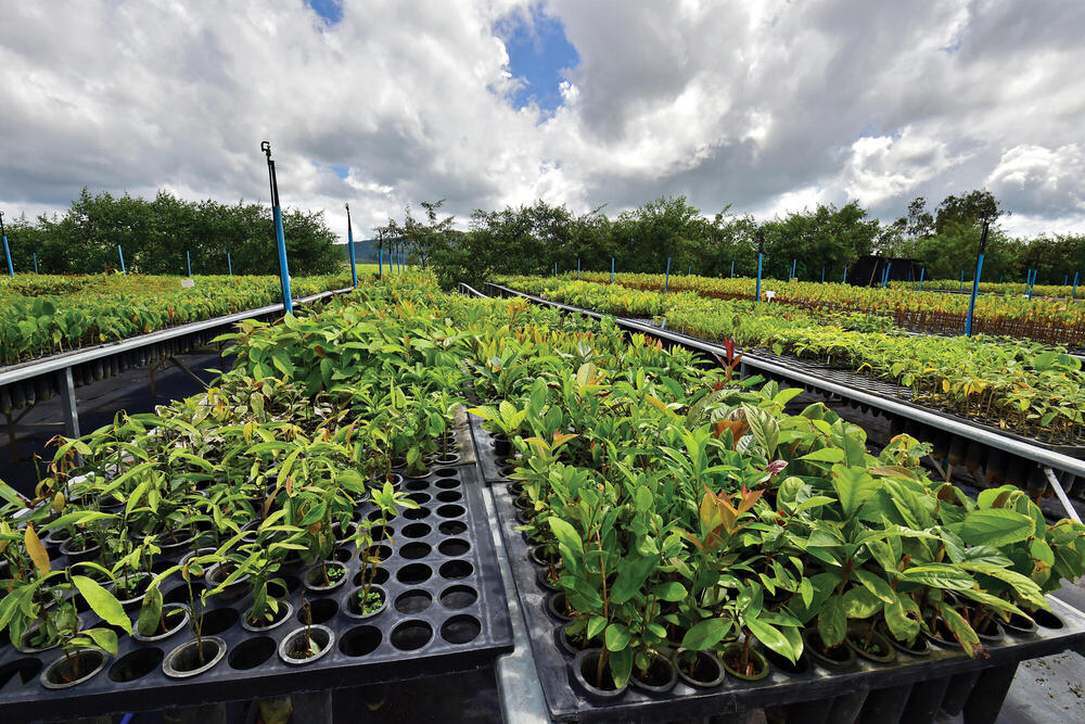 Guardians of the Dream: Grow Seeds to Saplings in New Public