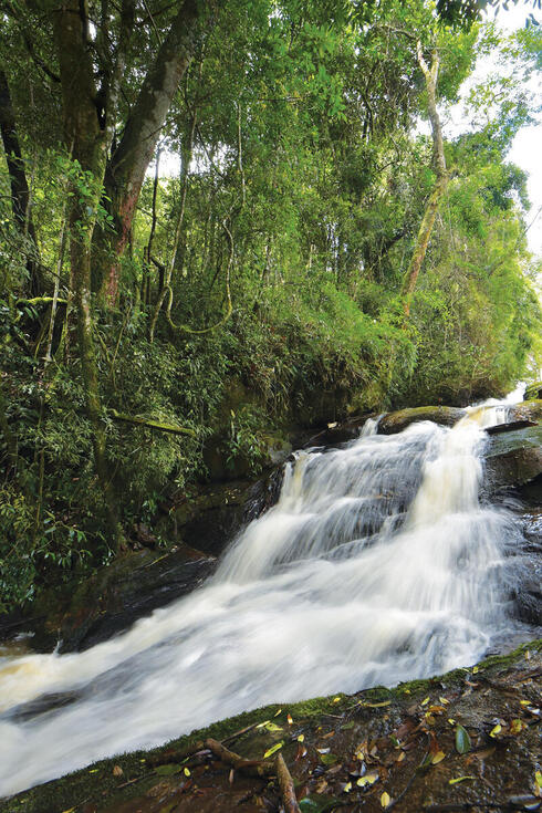 Responsibly Visit the Atlantic Forest Near São Paulo