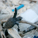 A baby turtle climbs on a plastic bottle on a beach