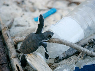 A baby turtle climbs on a plastic bottle on a beach