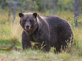 Brown bear standing in field