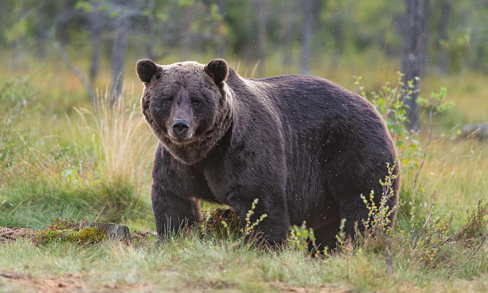 Grizzly bear, Weight, Habitat, & Facts