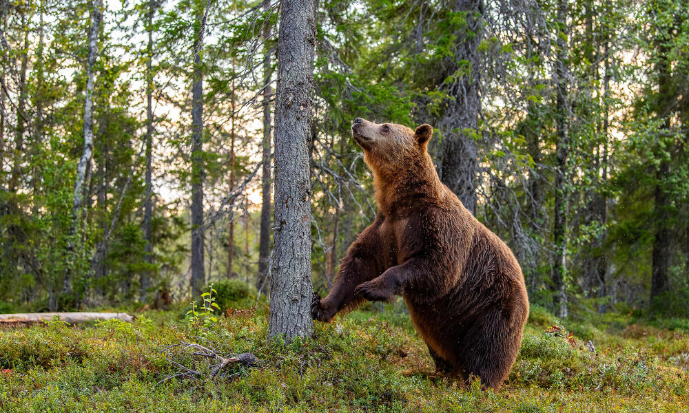 Brown bear standing by tree