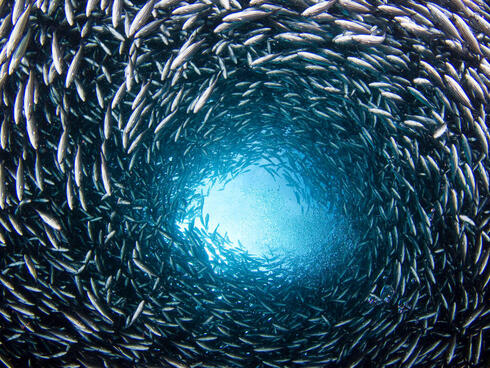 Dense school of brown striped snapper swims in a tight circle looking from the ocean floor up