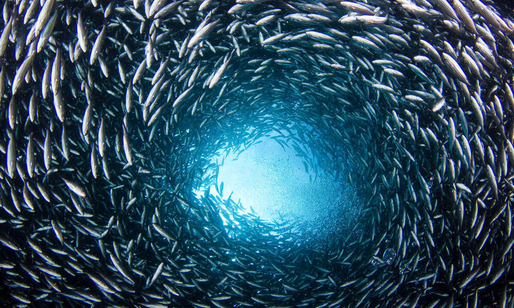 Dense school of brown striped snapper swims in a tight circle looking from the ocean floor up