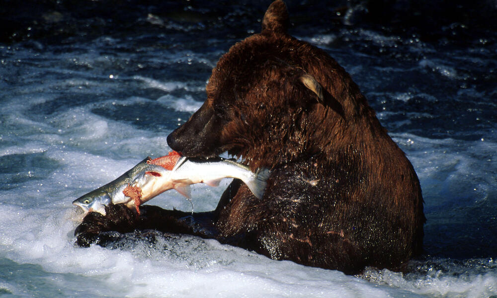 Brown bear (Ursus arctos); Katmai National Park, Alaska, USA / United States of America