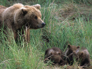 Brown Bear and Three Cubs