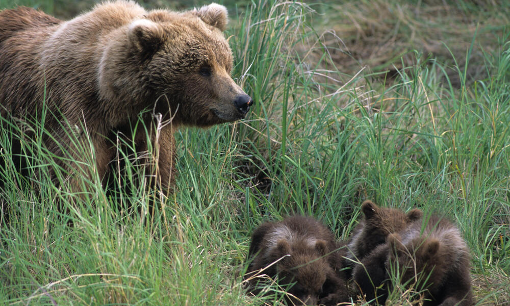 Brown Bear and Three Cubs