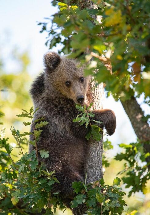 A brown bear in a tree