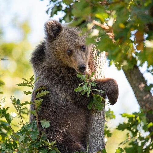 A brown bear in a tree