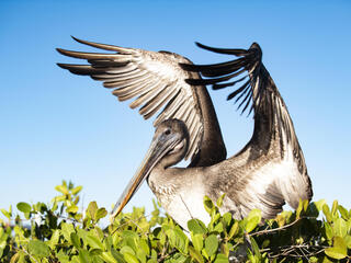 Brown pelican (Pelecanus occidentalis) in Playa de los Alemanes on Santa Cruz Island, Galapagos, Ecuador