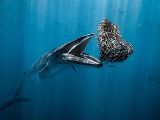 Underwater photo of whale with mouth wide open ready to swallow a group of smaller fish