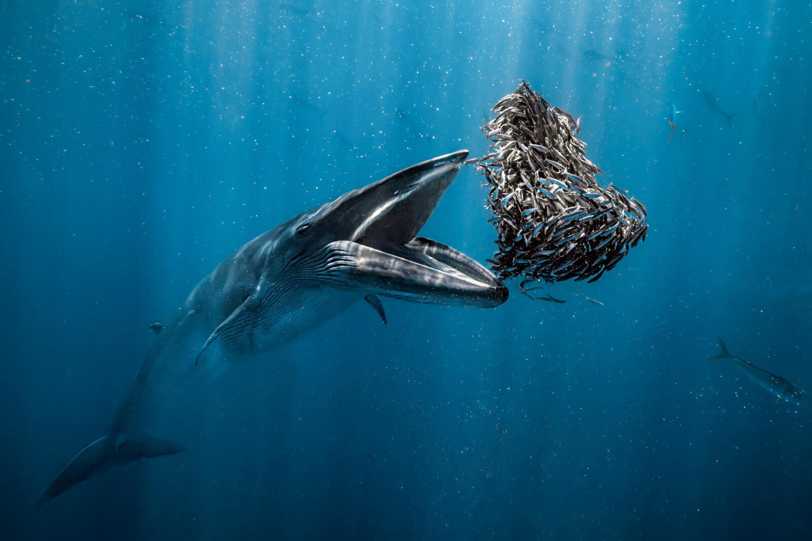 Underwater photo of whale with mouth wide open ready to swallow a group of smaller fish