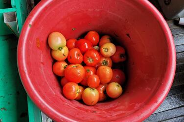 Bucket of tomatoes