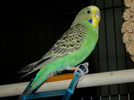 A green and blue budgie sitting outside its enclosure.