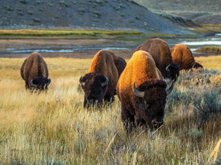 Buffalo grazing in high grass