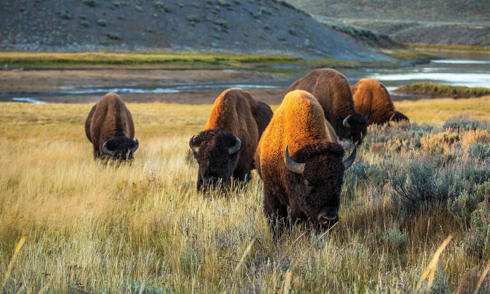 Buffalo grazing in high grass
