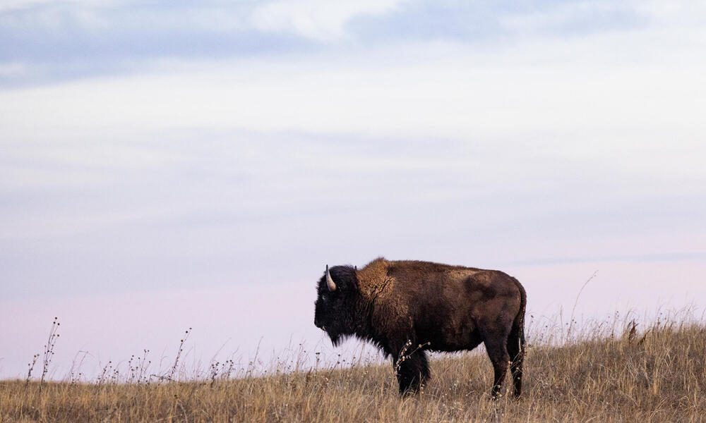 A buffalo stands along in brown grass