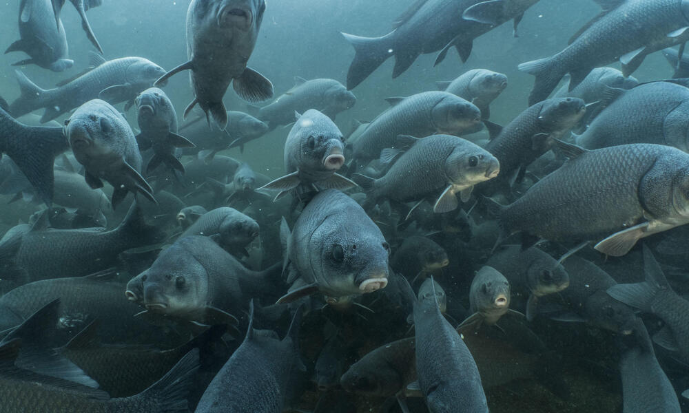 School of buffalo fish swim toward underwater camera