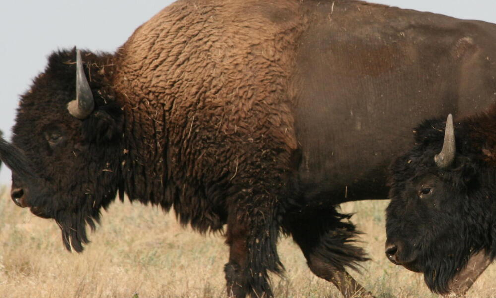 Buffalo in badlands